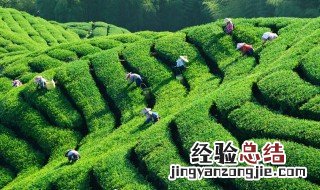 茶叶什么季节修剪最合适 茶叶什么季节剪枝最好