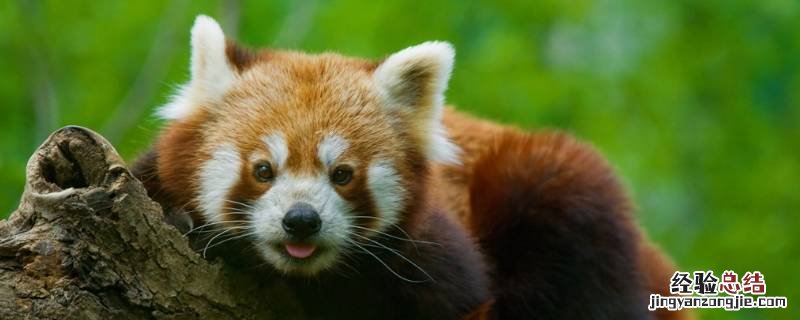 小熊猫是几级保护动物 小熊猫几级保护动物
