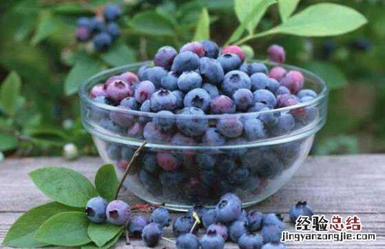 蓝莓浆果的功效与作用，吃蓝莓浆果的好处