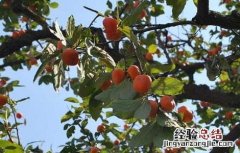 柿子的营养价值与功效禁忌 柿子的营养价值