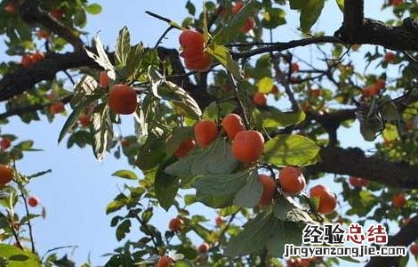 柿子的营养价值与功效禁忌 柿子的营养价值