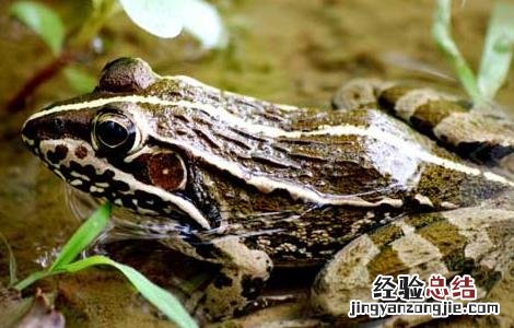 田鸡的营养价值与功效 田鸡的营养价值