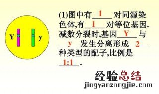 配子法解题步骤 谁知道呢