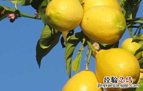 怎么用柠檬美白牙齿呢 怎么用柠檬美白牙齿