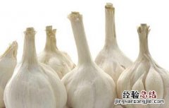 大蒜的营养价值 大蒜的营养价值及功效与作用禁忌