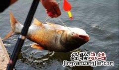 春天好钓鲢鳙吗 春天钓鲢鳙的技巧