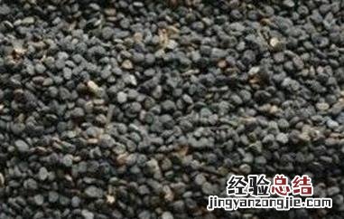 白花曼陀罗果实功效与作用 白曼陀罗果子的功效和药用价值