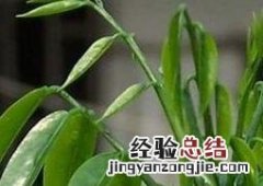 元宝花的养殖方法和注意事项 紫背元宝花的养殖方法和注意事项
