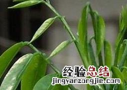 元宝花的养殖方法和注意事项 紫背元宝花的养殖方法和注意事项