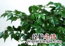 盆栽玉树的养殖方法和注意事项 玉女树的养殖方法和注意事项
