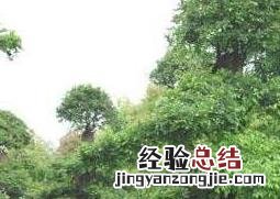 榆树的养殖方法和注意事项 小叶榆树的养殖方法和注意事项