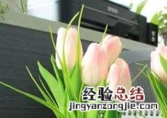 郁金香能在室内养殖吗 郁金香能在室内养殖吗有毒吗