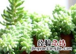 玉珠帘的养殖方法和注意事项 玉珠帘的养殖方法和注意事项图片