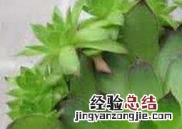 玉观音如何养殖 玉观音怎么养殖