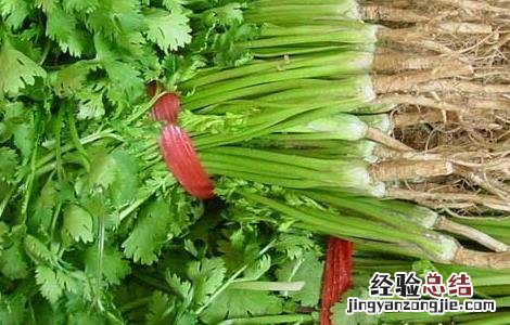 香菜的营养价值有哪些 香菜的营养价值