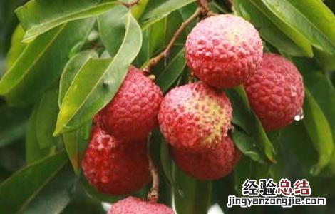 荔枝的营养价值 荔枝的营养价值与功效与禁忌