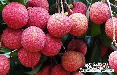 荔枝的功效与作用与禁忌 荔枝的功效与作用