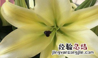 如何让百合花长得矮壮 怎么让百合花长得矮壮?
