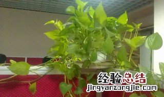 富贵竹能放在鱼缸里吗 富贵竹能放在鱼缸里吗有毒吗