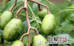 槟榔果有什么药物作用 槟榔果的药用价值与药用功效