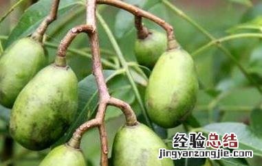 槟榔果有什么药物作用 槟榔果的药用价值与药用功效