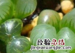 玉露的养殖方法与养护注意事项 玉露的养殖方法与养护注意事项视频