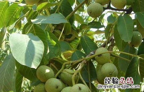 核桃的营养价值 新疆薄皮核桃的营养价值