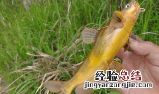 冬天怎么钓黄辣丁最快 冬天又能技巧能钓到黄辣丁
