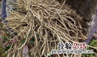 鱼腥草煲汤怎么搭配 晒干的鱼腥草煲汤怎么搭配