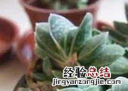元宝兰怎么养 元宝兰如何养殖
