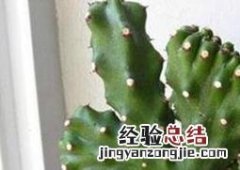 玉麒的养殖方法和注意事项 玉麒的养殖方法和注意事项视频