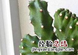 玉麒的养殖方法和注意事项 玉麒的养殖方法和注意事项视频