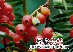 红豆杉怎么食用功效与作用 红豆杉的功效与作用及食用方法