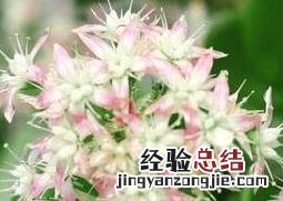 玉树花的养殖方法和注意事项视频 玉树花的养殖方法和注意事项