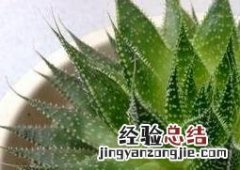 元宝芦荟的养殖方法和注意事项 元宝芦荟的养殖方法和注意事项