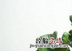 玉麒麟的养殖方法和注意事项 玉麒麟的养护和栽培