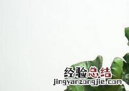 玉麒麟的养殖方法和注意事项 玉麒麟的养护和栽培
