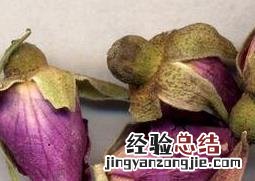 玫瑰花的功效与作用泡水喝的功效 玫瑰花的功效与作用