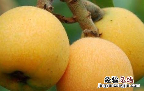 枇杷的营养价值有哪些 枇杷的营养价值