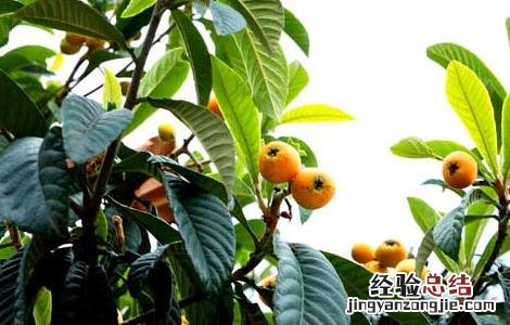 枇杷的营养价值有哪些 枇杷的营养价值
