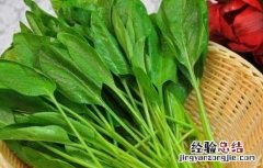 菠菜的营养价值 菠菜的营养价值及功效与禁忌