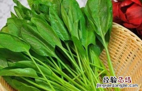 菠菜的营养价值 菠菜的营养价值及功效与禁忌