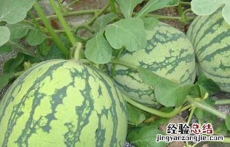 西瓜的营养价值 黄瓤西瓜的营养价值