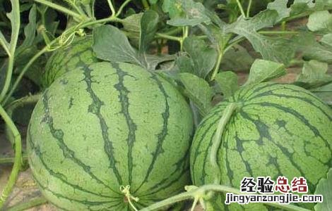 西瓜的营养价值 黄瓤西瓜的营养价值