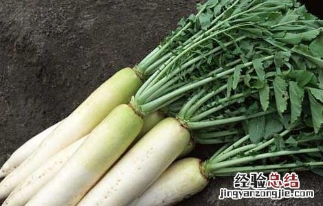 萝卜的作用与功效与作用 萝卜的作用与功效