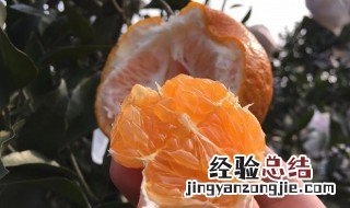 沃柑的功效 沃柑的功效与作用,上火吗?