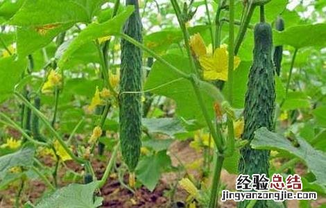 黄瓜的营养价值 水果黄瓜的营养价值