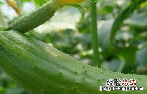 黄瓜的营养价值 水果黄瓜的营养价值