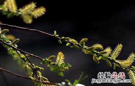 柳絮过敏怎么办 柳絮过敏怎么办脸上长痘孩子