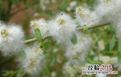 柳絮过敏怎么办 柳絮过敏怎么办脸上长痘孩子